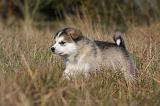 ALASKAN MALAMUTE 500